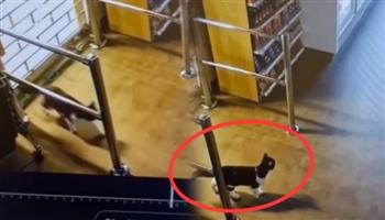 قط يُنفّذ عمليات سرقة غريبة من نوعها.. فيديو أحدث صدمة