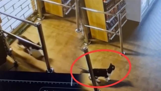 قط يُنفّذ عمليات سرقة غريبة من نوعها.. فيديو أحدث صدمة