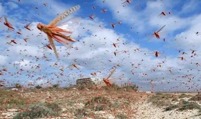 عاصفة من الجراد تنهي حفل زفاف قبل أن يبدأ.. هرب العروسان والمعازيم