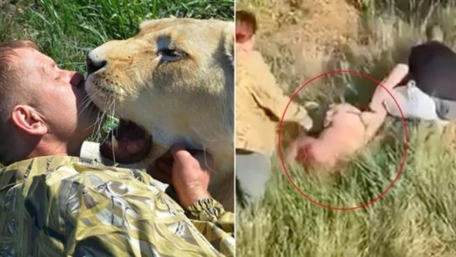أسد يهاجم مدرّبه الذي أنقذ حياته.. جرّه من رقبته أمام الزوار
