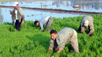 دمياط: الانتهاء من زراعة 25 ألفا و500 فدان من محصول الأرز