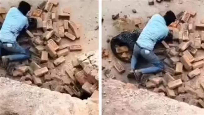 فيديو مرعب لعامل يصارع نمرًا بيديه العاريتين.. نهاية مفاجأة