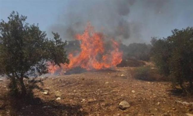 مستوطنون يشعلون النيران في أراضٍ زراعية قرب يبرود شرق رام الله