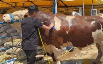 بيع أكبر أضحية في تركيا.. عجل بوزن 1200 كيلوجرام