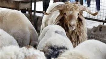 ما شروط الأضحية؟.. الإفتاء تجيب