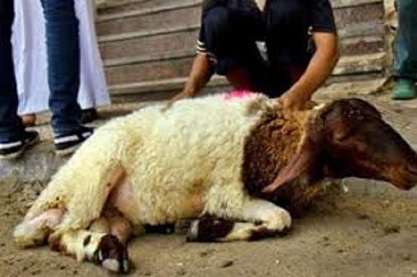 «الإفتاء» توضح أفضل وقت لذبح الأضحية