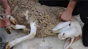 في اليوم العالمي للبيئة ومع اقتراب عيد الأضحى.. "علوم البحار" يحذر من ذبح الأضاحي بطرق تضر بالنيل 