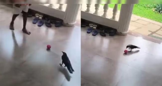 فيديو طريف.. مباراة لن تشاهدها كثيرًا بين غراب وطفل
