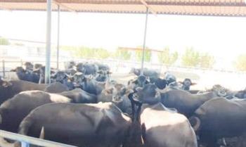 عروس الصعيد.. من هنا يبدأ إحياء مشروع «البتلو»