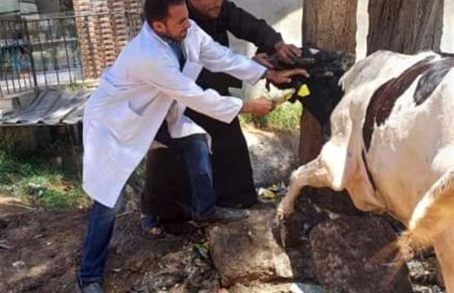 محافظة الجيزة: غدا انطلاق الحملة القومية للتحصين ضد أمراض الحمى القلاعية والوادي المتصدع 