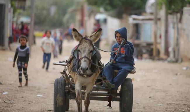 إسرائيل تسرق "حمير" غزة وفرنسا تمنحها حق اللجوء.. القصة الكاملة