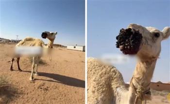 ناقة تثير التعاطف في السعودية.. مرض غريب بالفم يهدّد حياتها (فيديو)