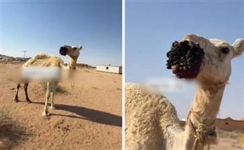 ناقة تثير التعاطف في السعودية.. مرض غريب بالفم يهدّد حياتها (فيديو)