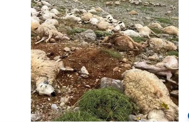 تركيا.. صاعقة رعدية تقتل قطيع أغنام أمام أعين راعيها