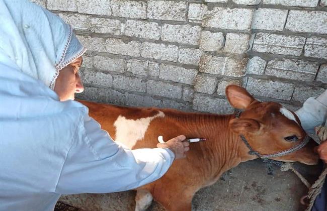 بيطري بورسعيد يطلق حملة لتحصين الماشية ضد الحمى القلاعية والوادي المتصدع