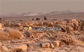 فيديو.. قرود البابون تغزو العاصمة السعودية وسط تحذيرات رسمية