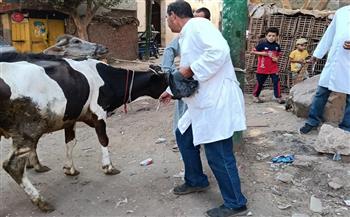 محافظ الجيزة: تحصين 42 ألف رأس ماشية ضمن الحملة القومية للحفاظ على الثروة الحيوانية