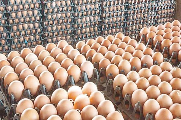 سعر كرتونة البيض اليوم للمستهلك 5 يوليو 2025