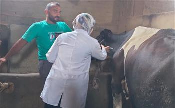 «بيطري بورسعيد» تواصل حملاتها لتحصين الماشية ضد الحمى القلاعية والوادي المتصدع