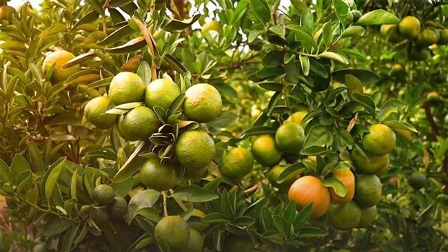 مزارعو البرتقال في البرازيل يحذرون من خسائر فادحة بسبب الرسوم الأمريكية