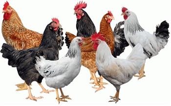 أسعار الدواجن اليوم الخميس 14-8-2025 في الأسواق