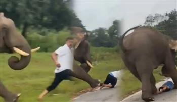 قاطعه أثناء أكل الجزر.. فيل يؤدّب سائحًا استفزّه بصورة سيلفي (فيديو)  