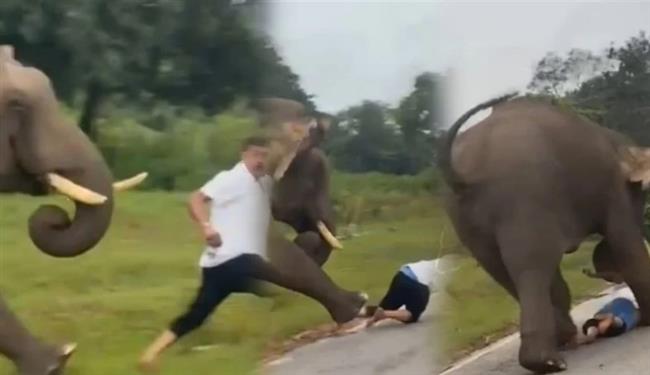 قاطعه أثناء أكل الجزر.. فيل يؤدّب سائحًا استفزّه بصورة سيلفي (فيديو)  