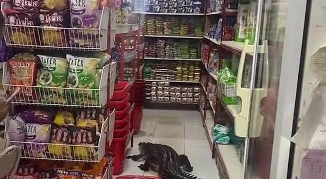 ضيف مرعب في سوبر ماركت.. تمساح يتجوّل بين رفوف الحبوب (فيديو)