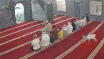 معزة تقتحم مسجدًا وتفاجئ المصلّين.. فيديو أشعل الإنترنت