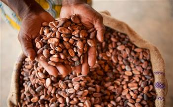 غانا ترفع سعر شراء الكاكاو من المزارعين بأكثر من 60%