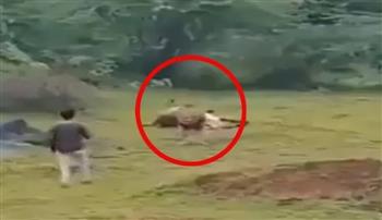 شاهد.. هندي يستفز أسدًا جائعًا من أجل مقطع فيديو