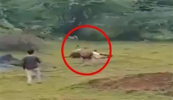 شاهد.. هندي يستفز أسدًا جائعًا من أجل مقطع فيديو