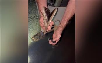 بحجم كرة جولف.. اكتشاف أثقل حشرة على الإطلاق