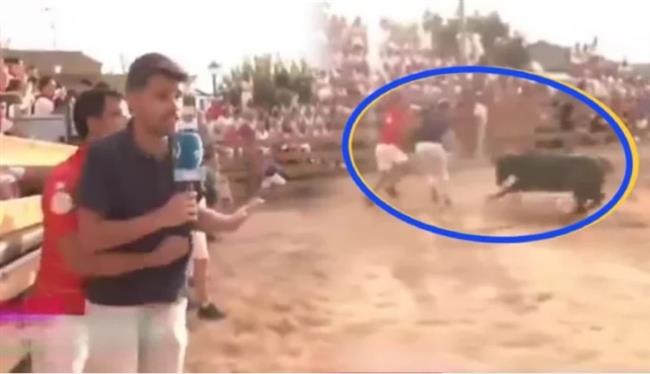 مراسل تليفزيوني يواجه ثور غاضب.. رعب على الهواء (فيديو)