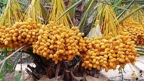 أسعار البلح السيوي اليوم الجمعة 12 سبتمبر 2025