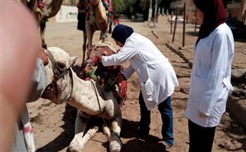 محافظ الجيزة: تحصين 160 ألف رأس ماشية ضمن الحملة القومية الثانية للحفاظ على الثروة الحيوانية