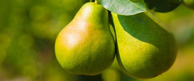 الكمثرى تساهم في تقليل خطر الإصابة بالسرطان