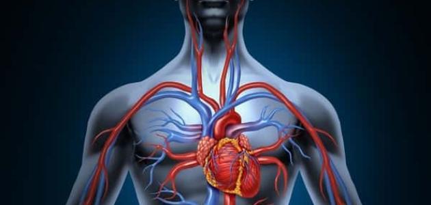 هكذا نُقوي الدورة الدموية للجسم