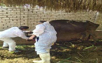 بيطري الإسماعيلية يواصل مجهوداته في تحصين رؤوس الماشية والتفتيش على الصيدليات البيطرية