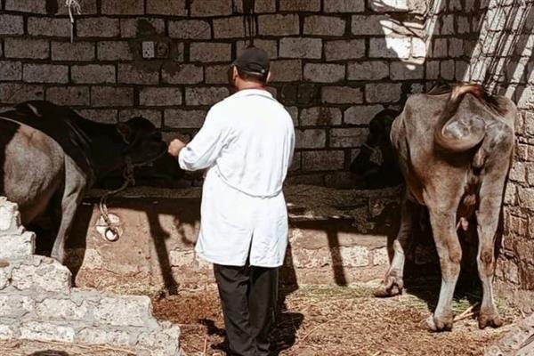 محافظ الدقهلية: تحصين 219 ألف رأس ماشية في الحملة القومية للتحصين ضد مرض الحمى القلاعية 