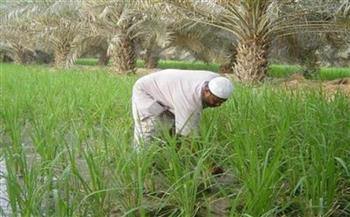 عيد الفلاح.. لماذا نحتفل بهذا اليوم وما جهود الدولة لدعم المزارعين؟