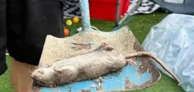 رعب في الحديقة.. العثور على فأر عملاق طوله 52 سم