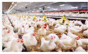 ارتفاع أسعار الفراخ اليوم الجمعة 2-1-2026.. تعرف على التفاصيل 