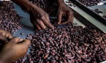 هبوط حاد في أسعار الكاكاو مع لجوء المصدرين إلى التحوط ضد موسم الحصاد المقبل في غرب إفريقيا