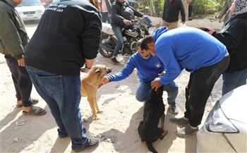 «مصر خالية من السعار 2030».. خطة وزارة الزراعة للتعامل مع الكلاب الضالة في مصر