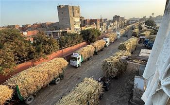 توريد 48 ألف طن قصب سكر لمصنع أبوقرقاص منذ بداية الموسم