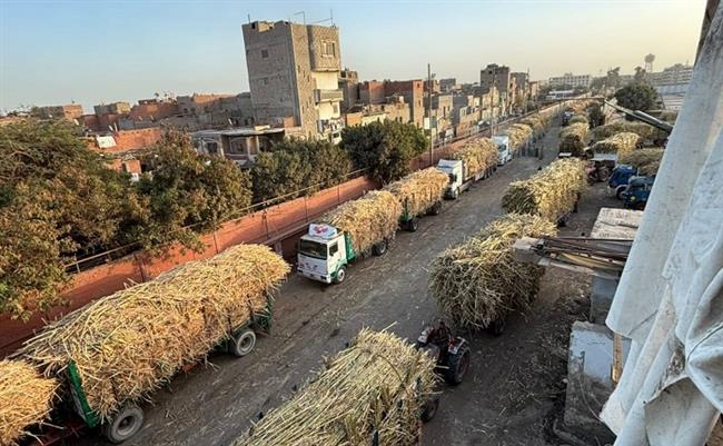 توريد 48 ألف طن قصب سكر لمصنع أبوقرقاص منذ بداية الموسم  