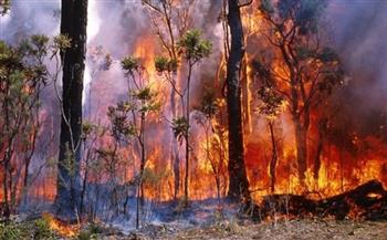 أستراليا تعلن حالة الكارثة جنوب شرق البلاد بسبب حرائق الغابات