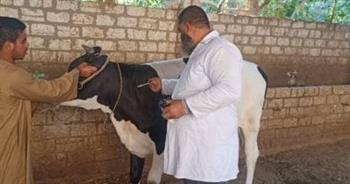 ضمن الحملة الاستثنائية.. غدًا تحصين المواشي ضد الحمى القلاعية بسوهاج 