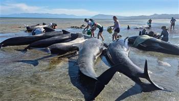 جنوح جماعي للحيتان في نيوزيلندا ينتهي بنفوق 6 منها